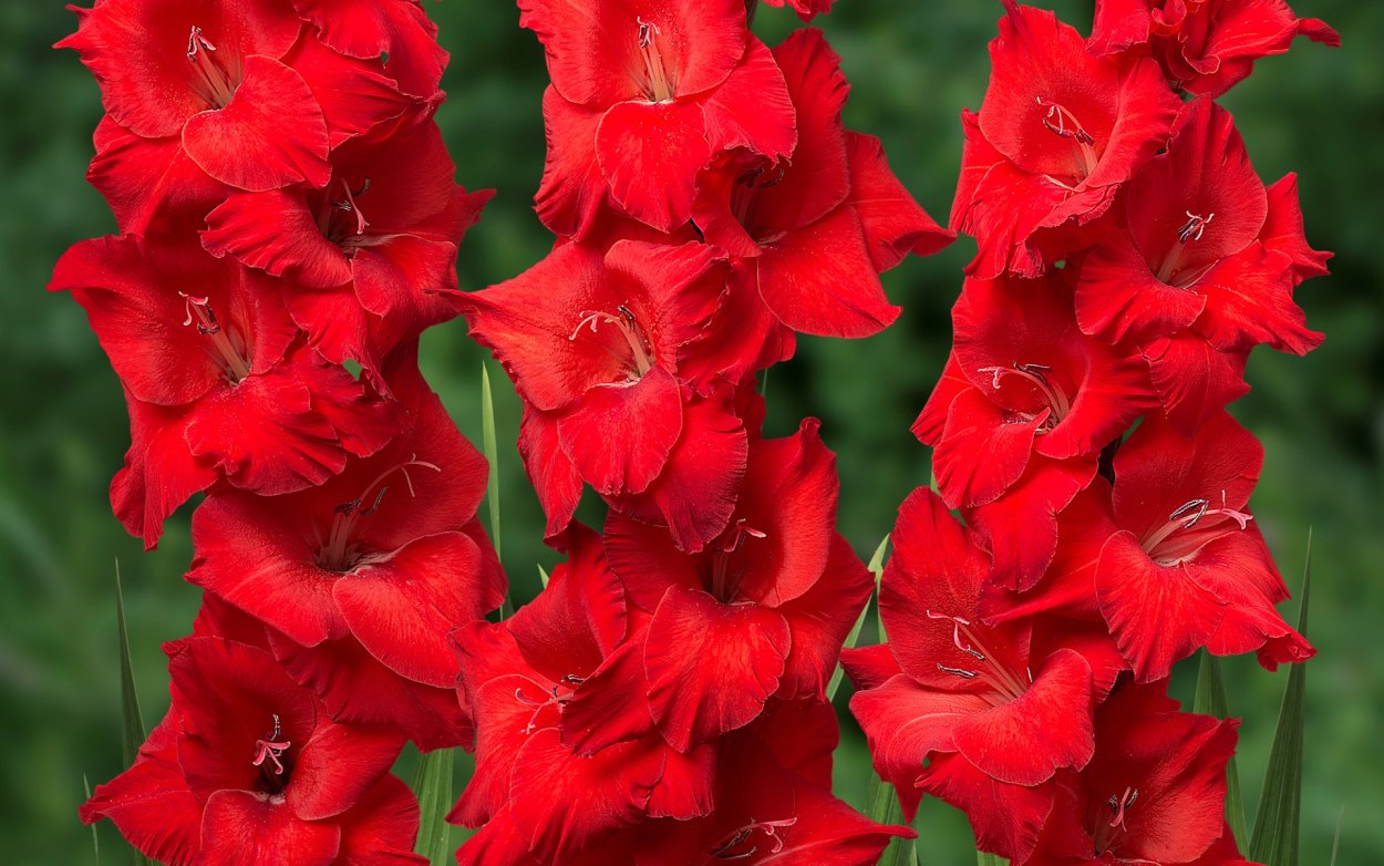 Гладиолус на сером фоне