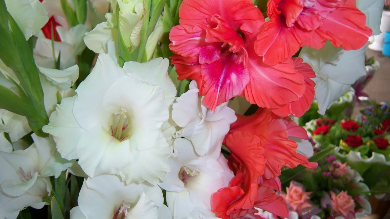 Гладиолус Бель Туаве