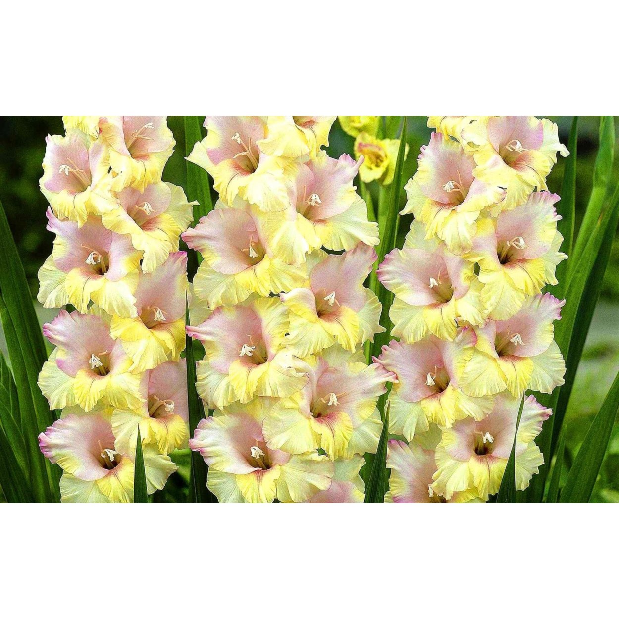 Гладиолус Амбер Мистик