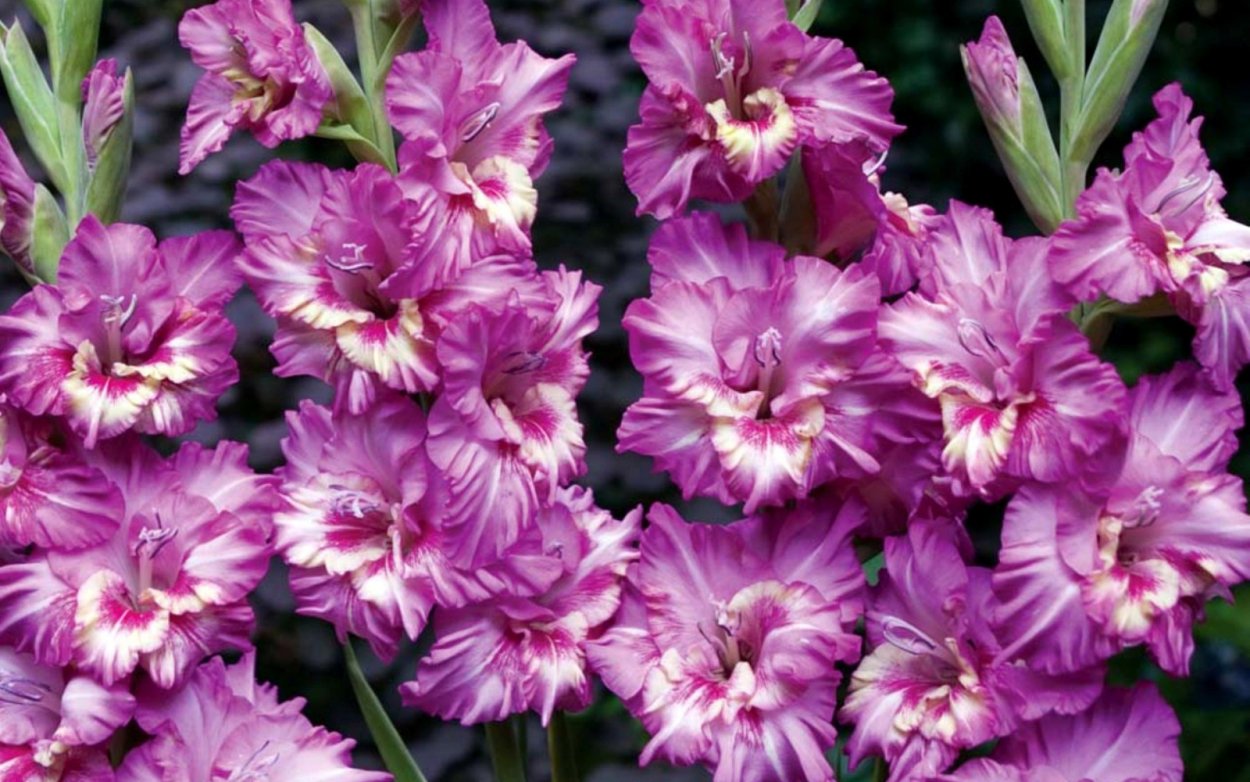 Гладиолус Санстрим