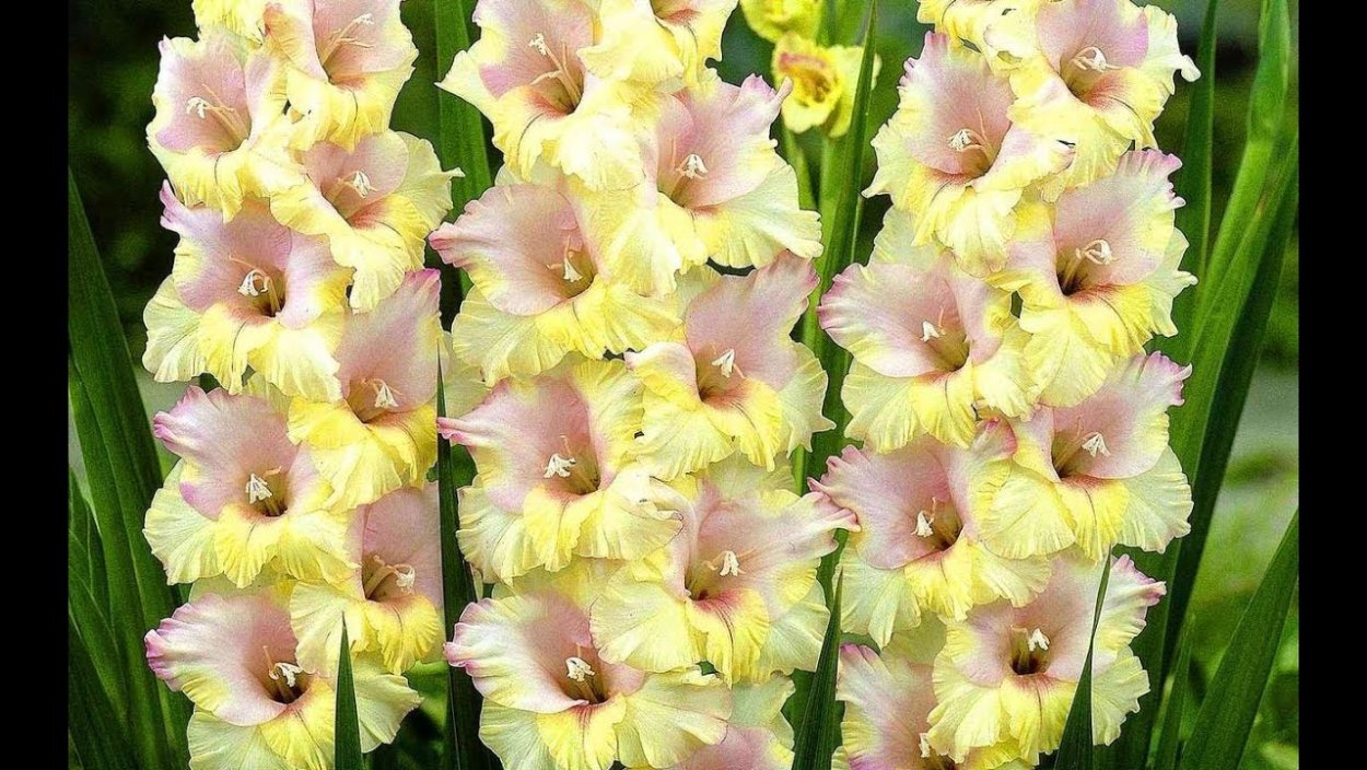 Гладиолус Альмера