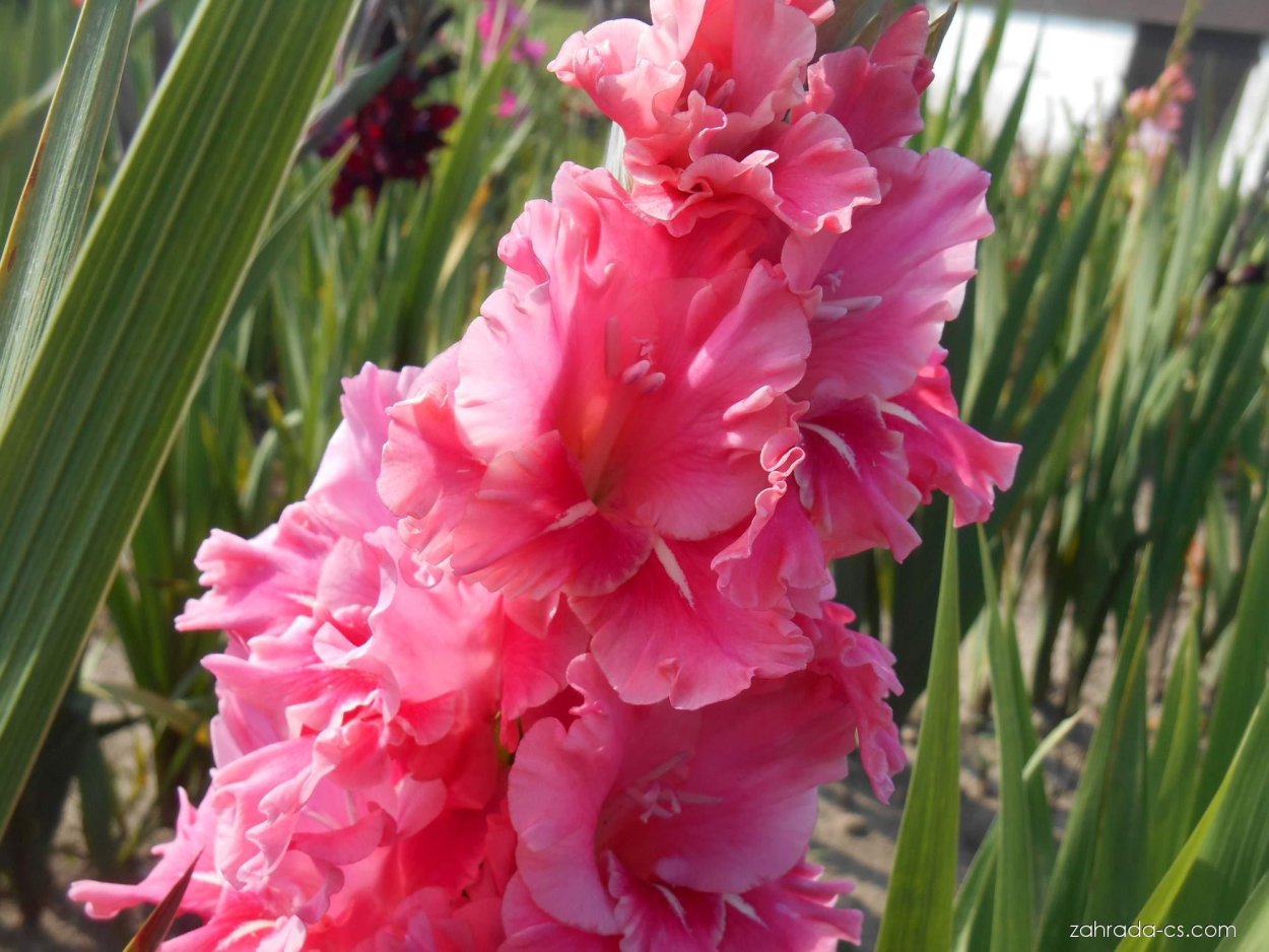 Гладиолус Гыдан