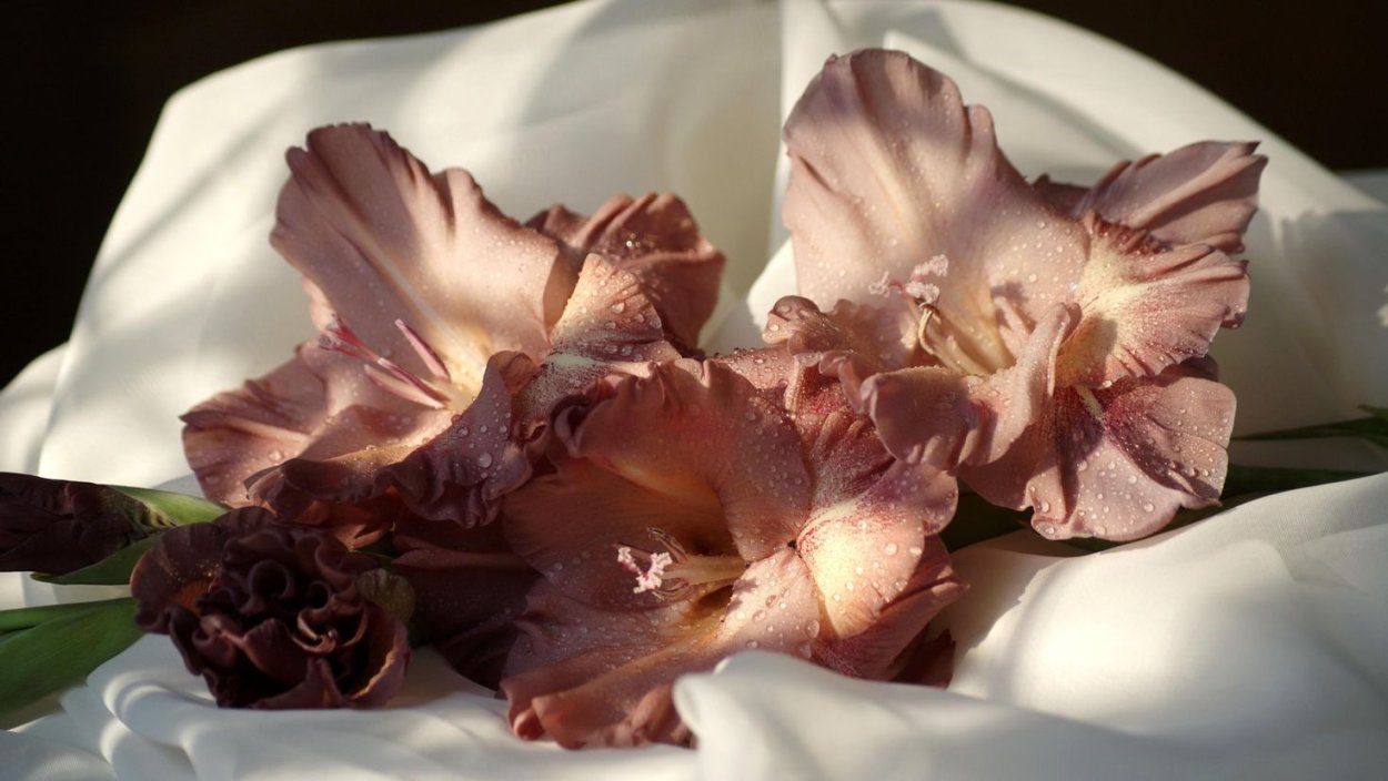 Гладиолус розовая бахрома