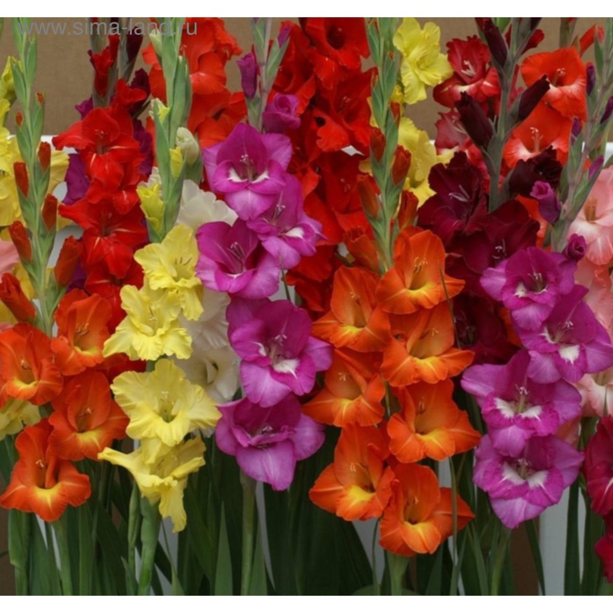 Гладиолус шпажник