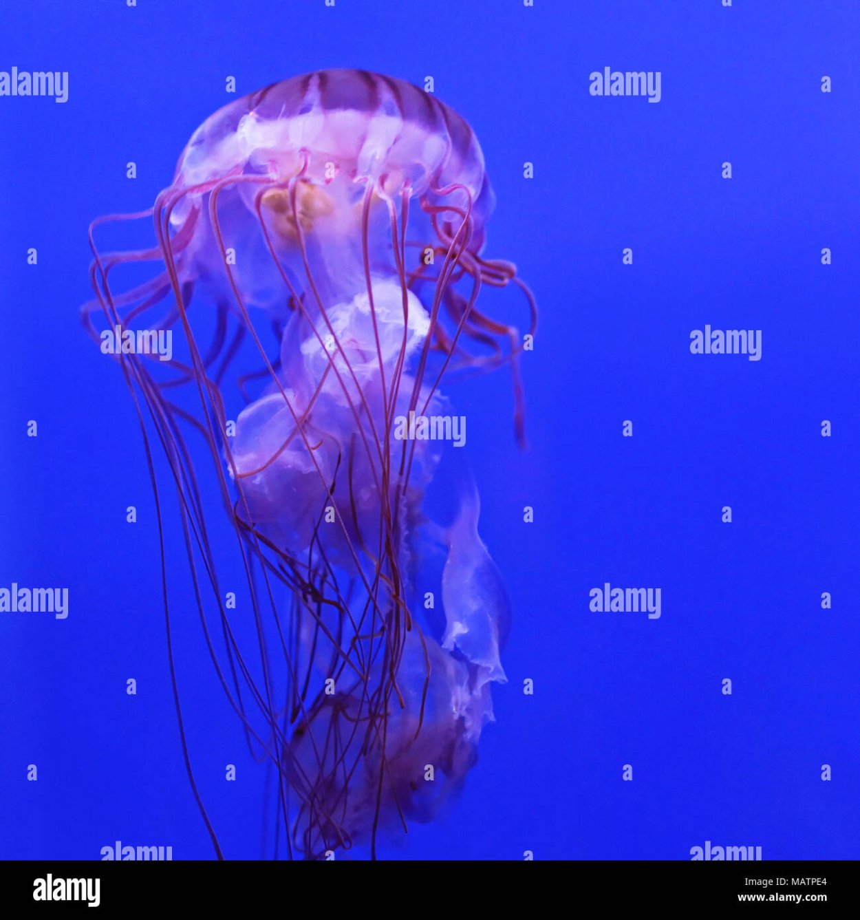 Медуза Блю ВОТЕР