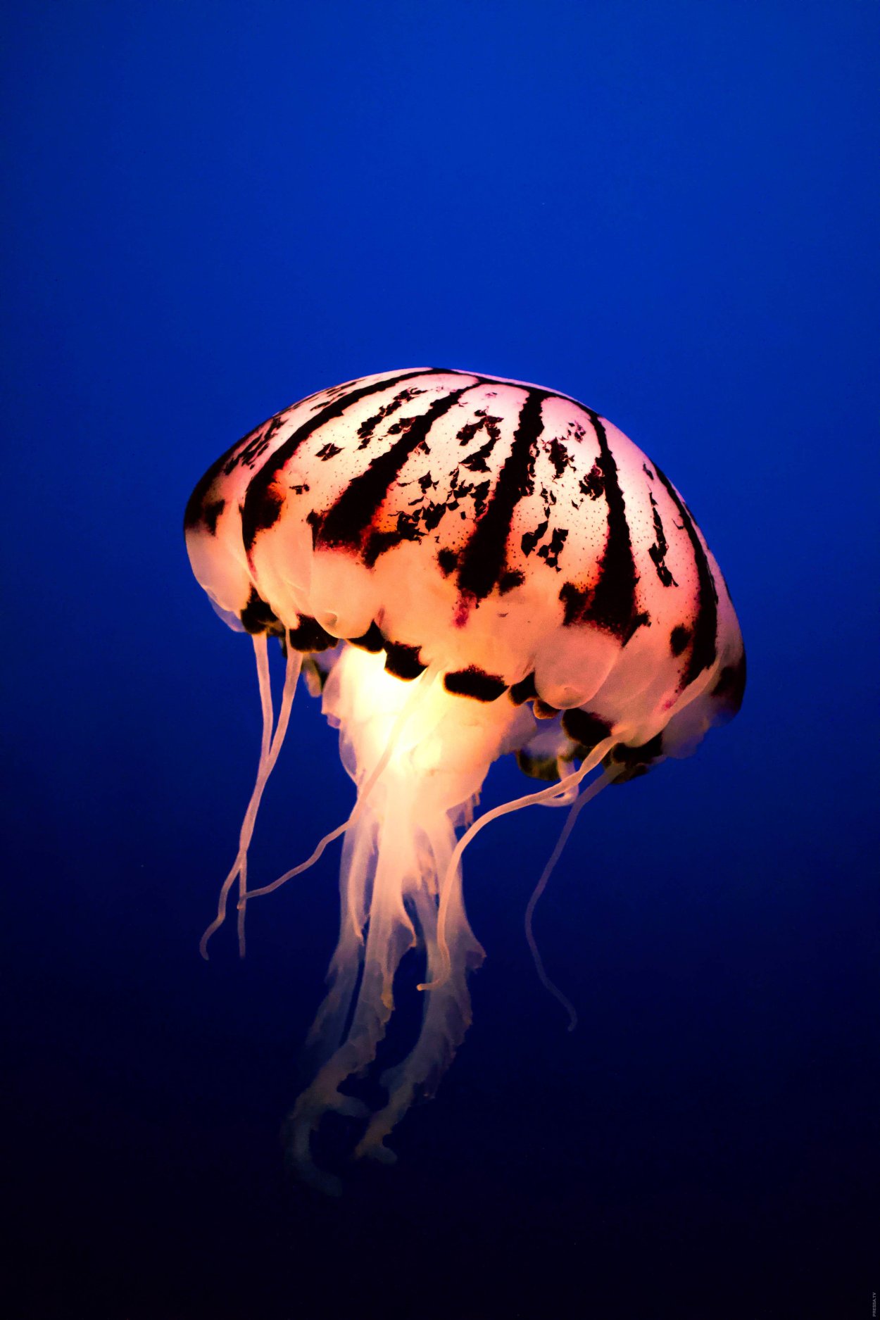 Chrysaora colorata медуза