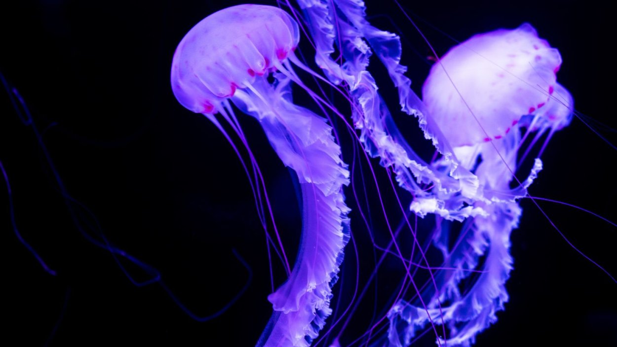 Светящиеся щупальца медузы
