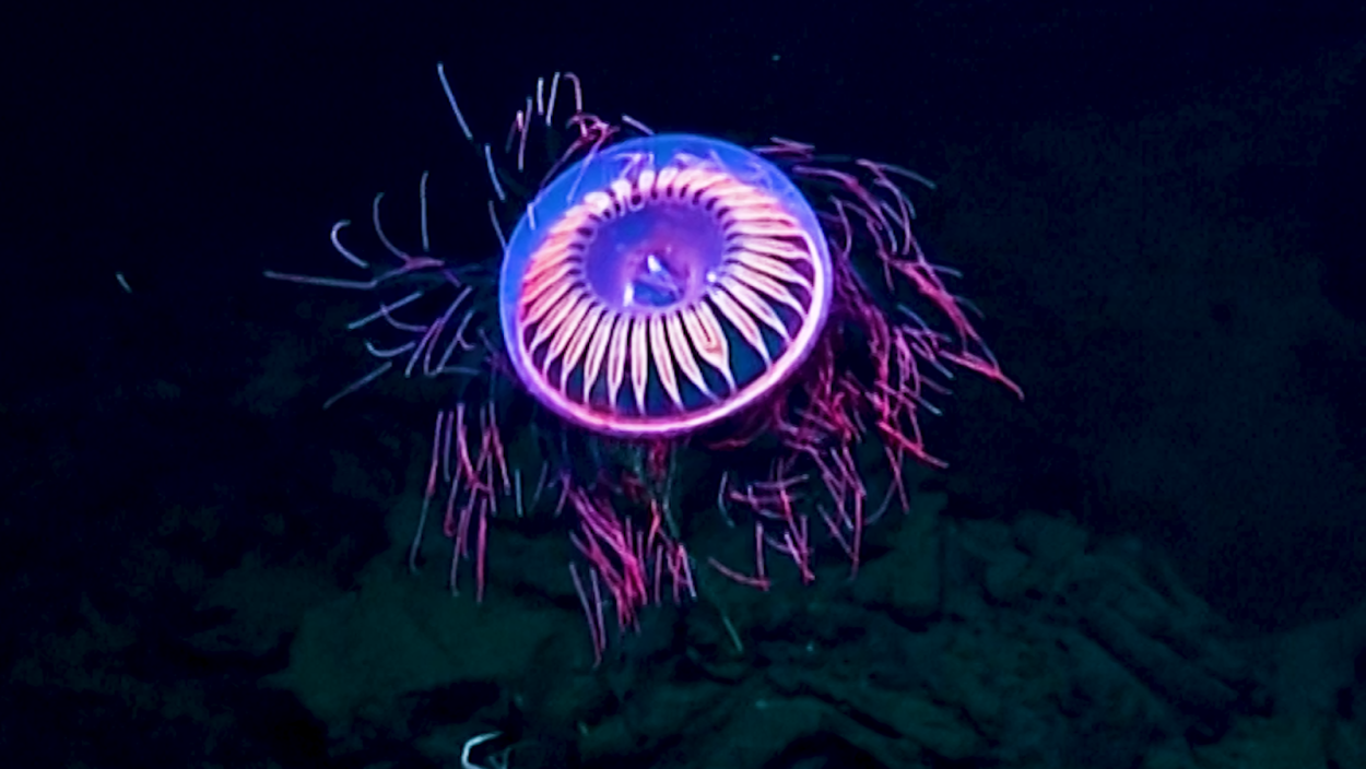 Скопление медуз