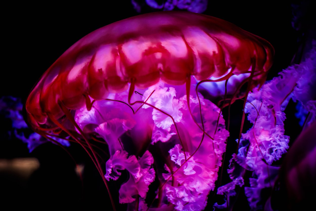 Медуза Квинта