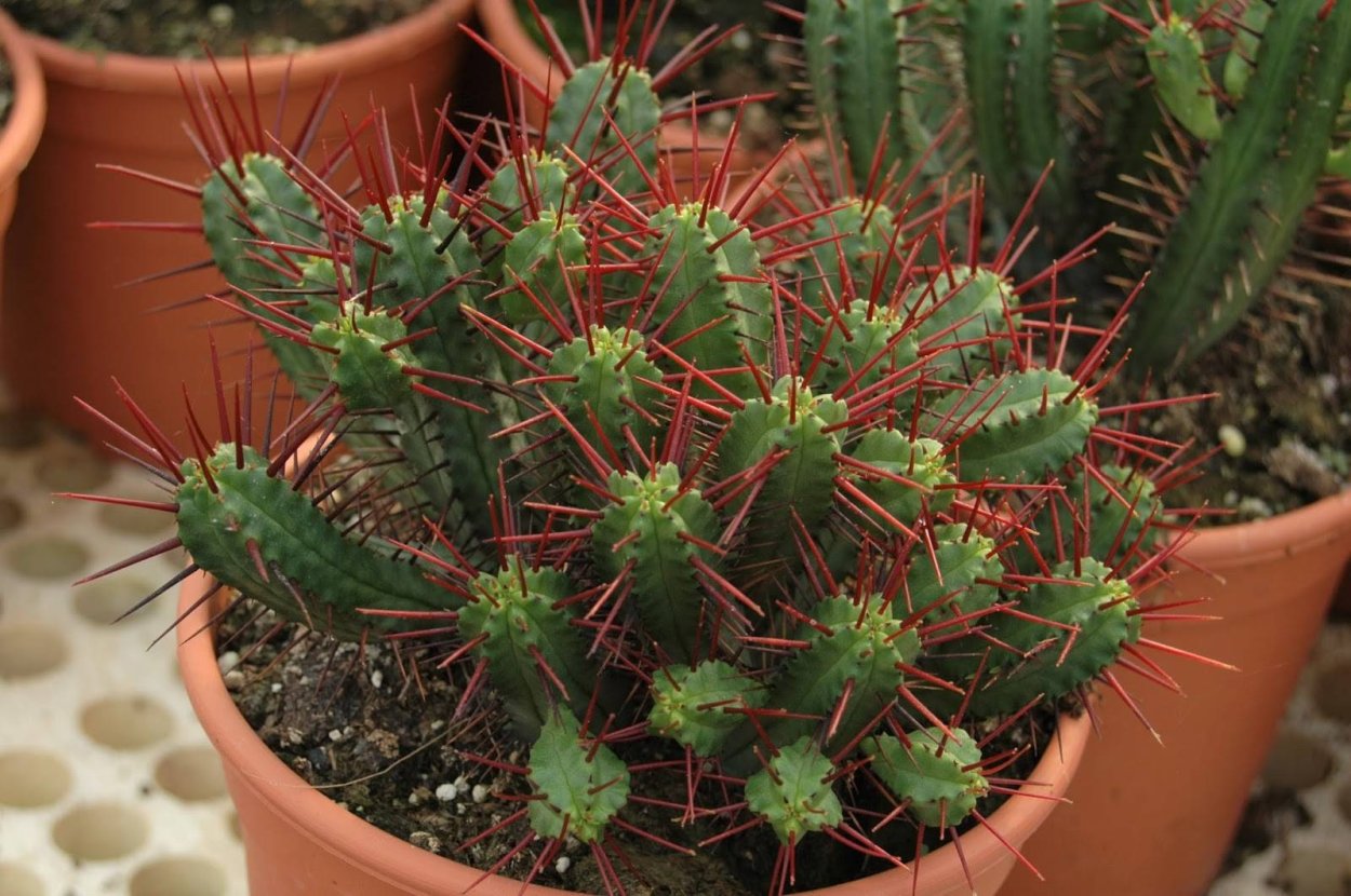 Молочай энопла