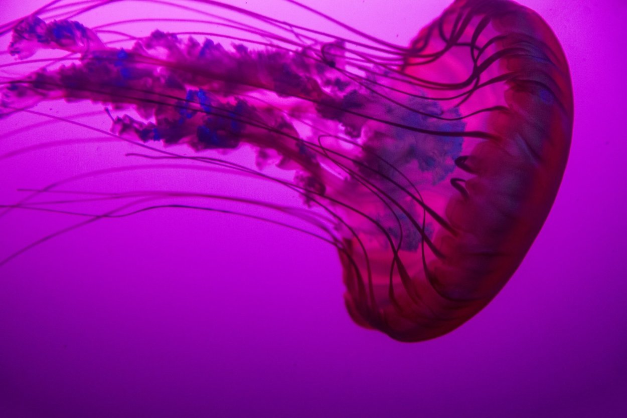 Медуза неон