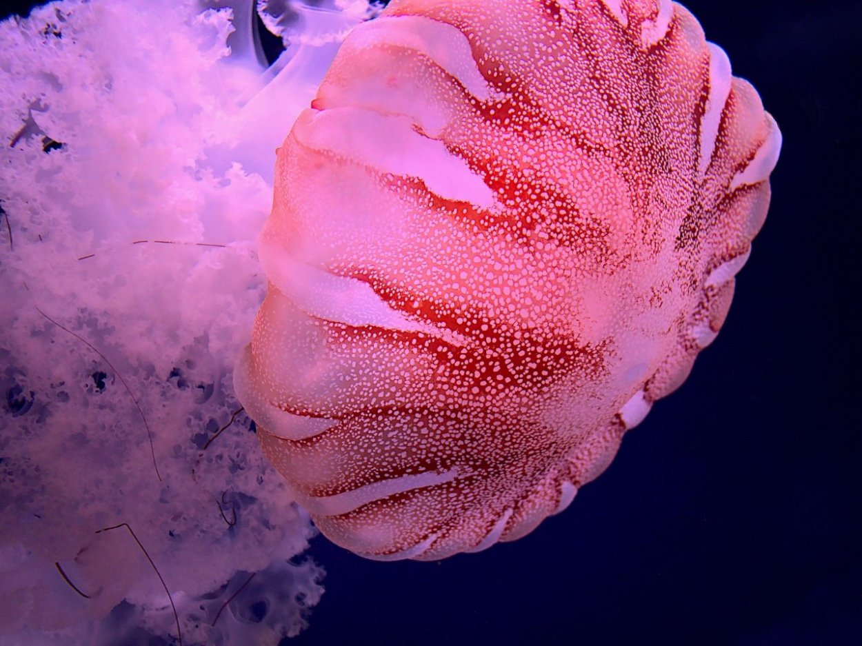 Сцифоидные медузы розовые