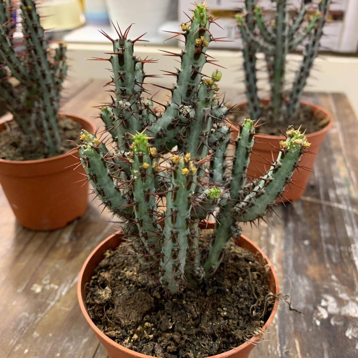 Эуфорбия молочай