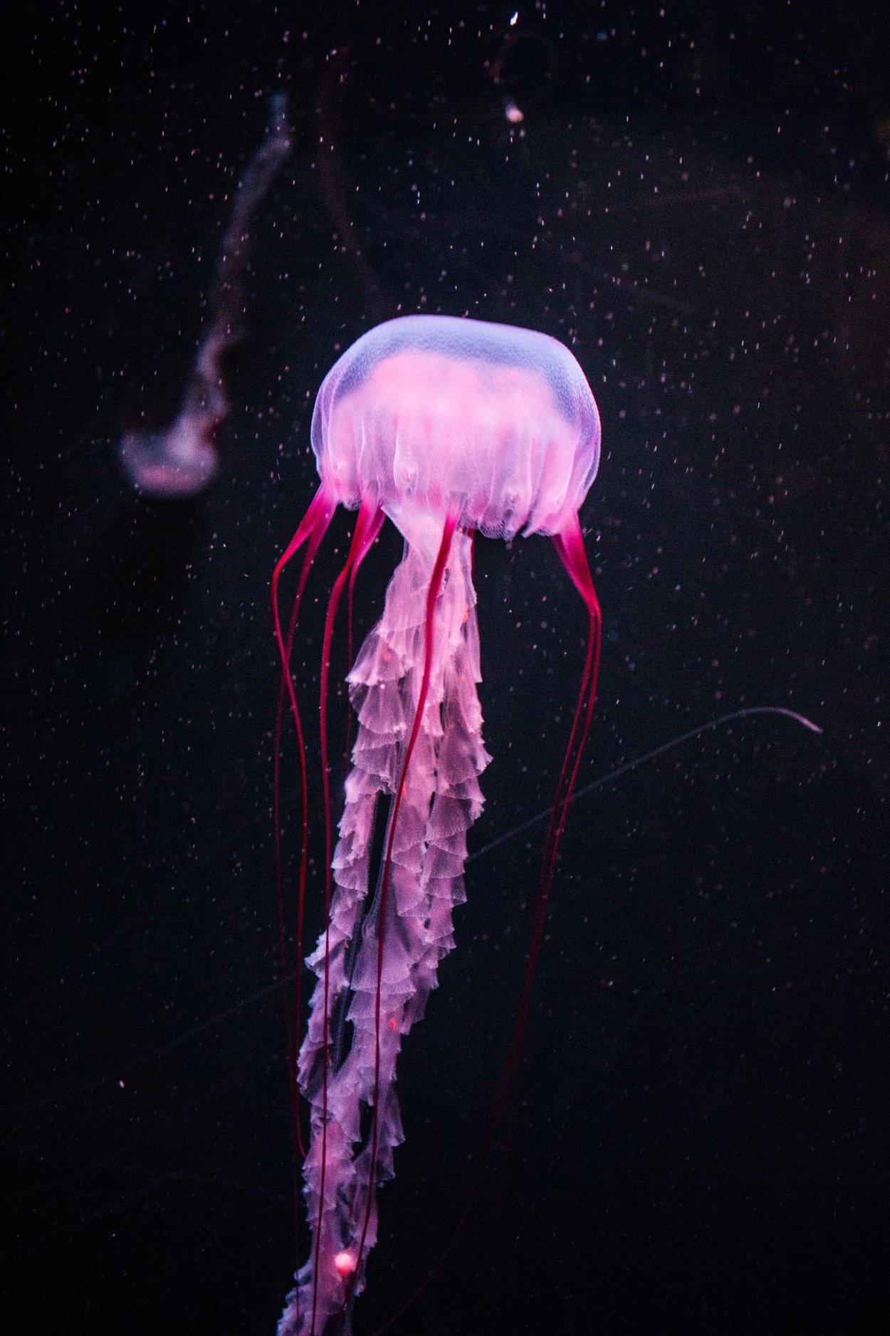 Медуза Джеллифиш