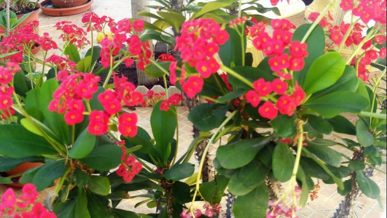 Цветок молочай миля