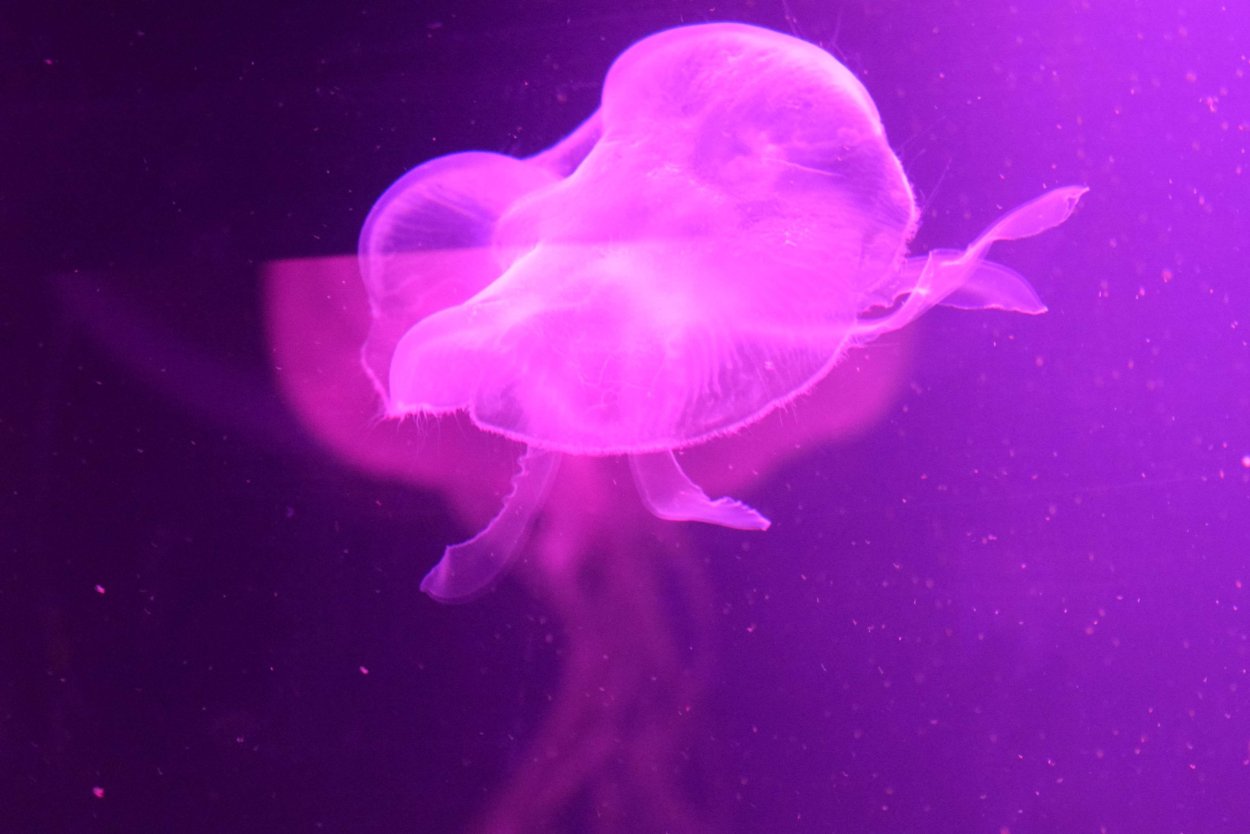 Медуза (биология)