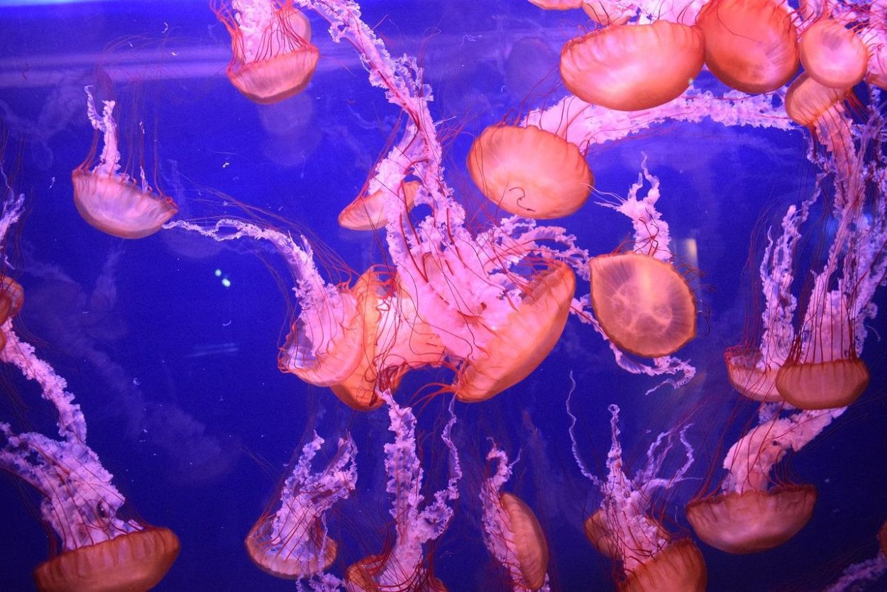 Голубая цианея