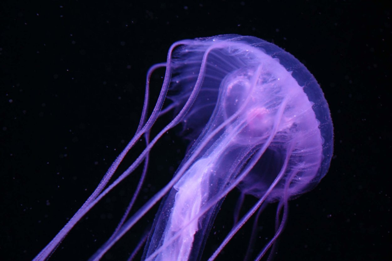 Олиндиас Формоза Olindias Formosa