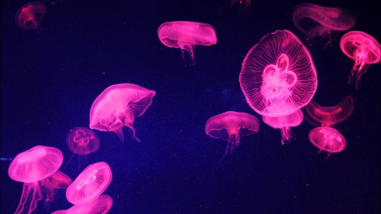 Медуза неон