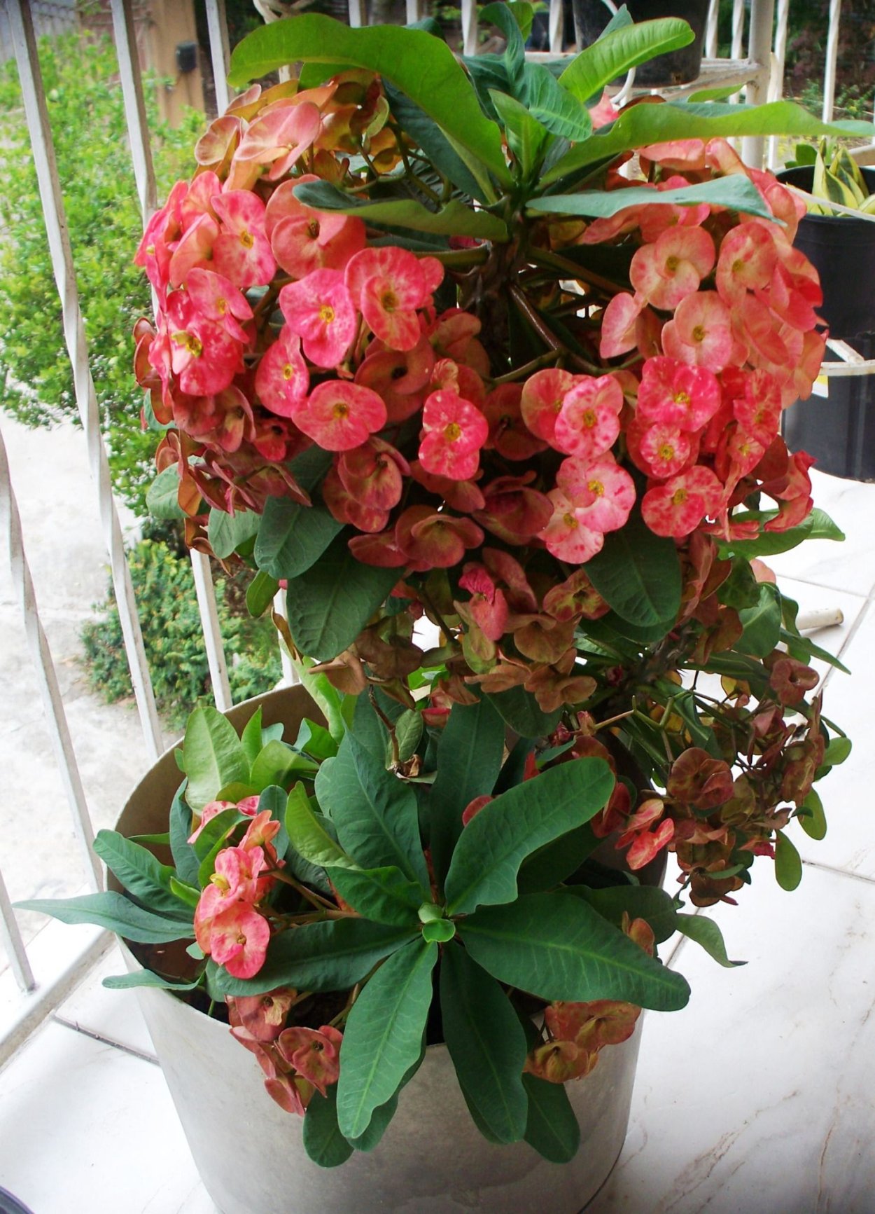 Молочай Милиуса