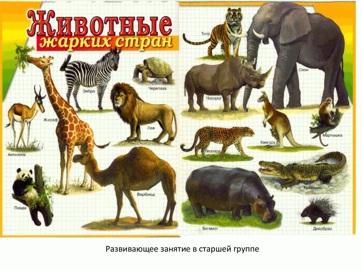 Жаркие страны картинки для детей
