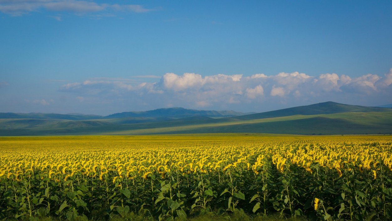 Кулундинская степь