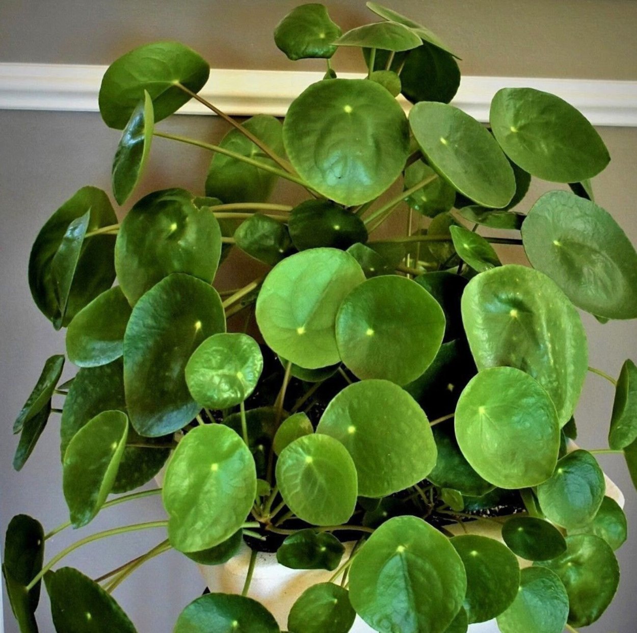 Пилея пеперомиевидная терракотовая