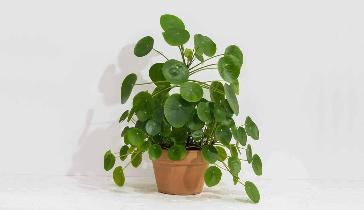 Пилея пеперомиевидная