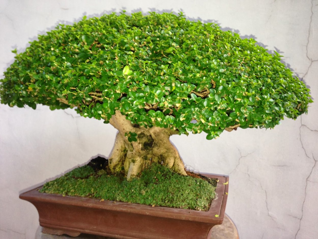 Пеперомия пилея формирование