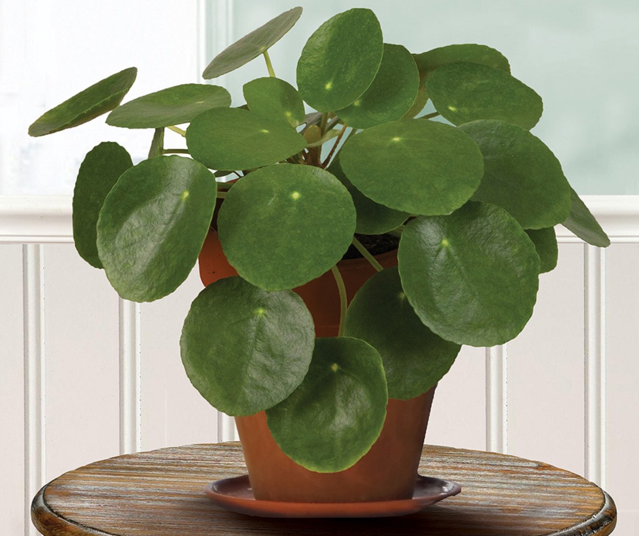 Китайское денежное дерево