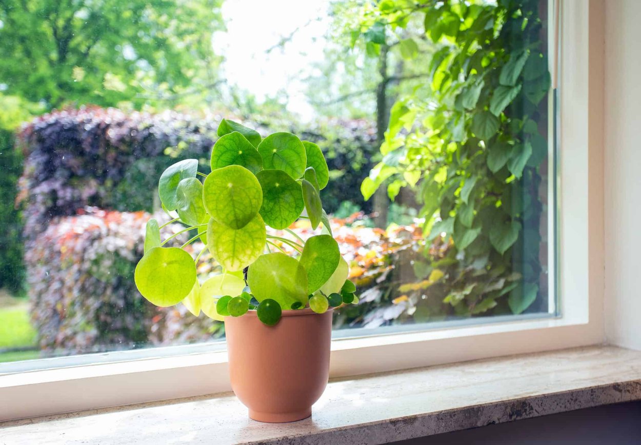 Pilea peperomioides (Pancake Plant)