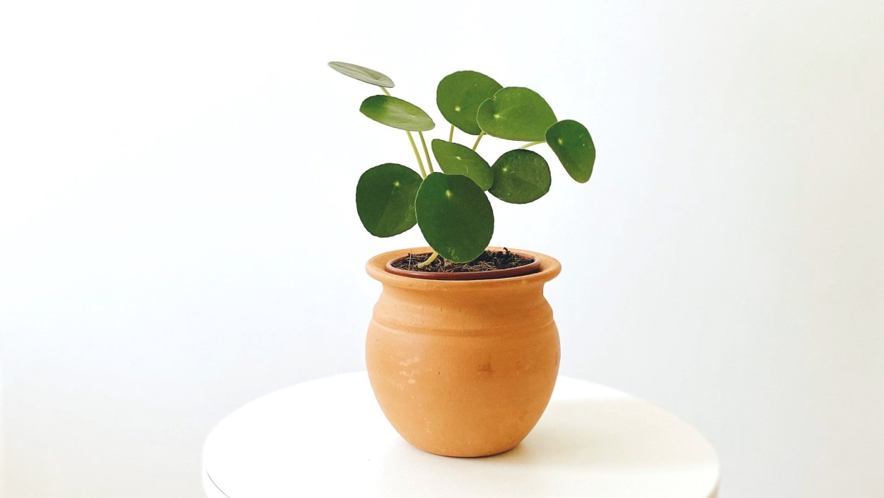 Денежное дерево в интерьере