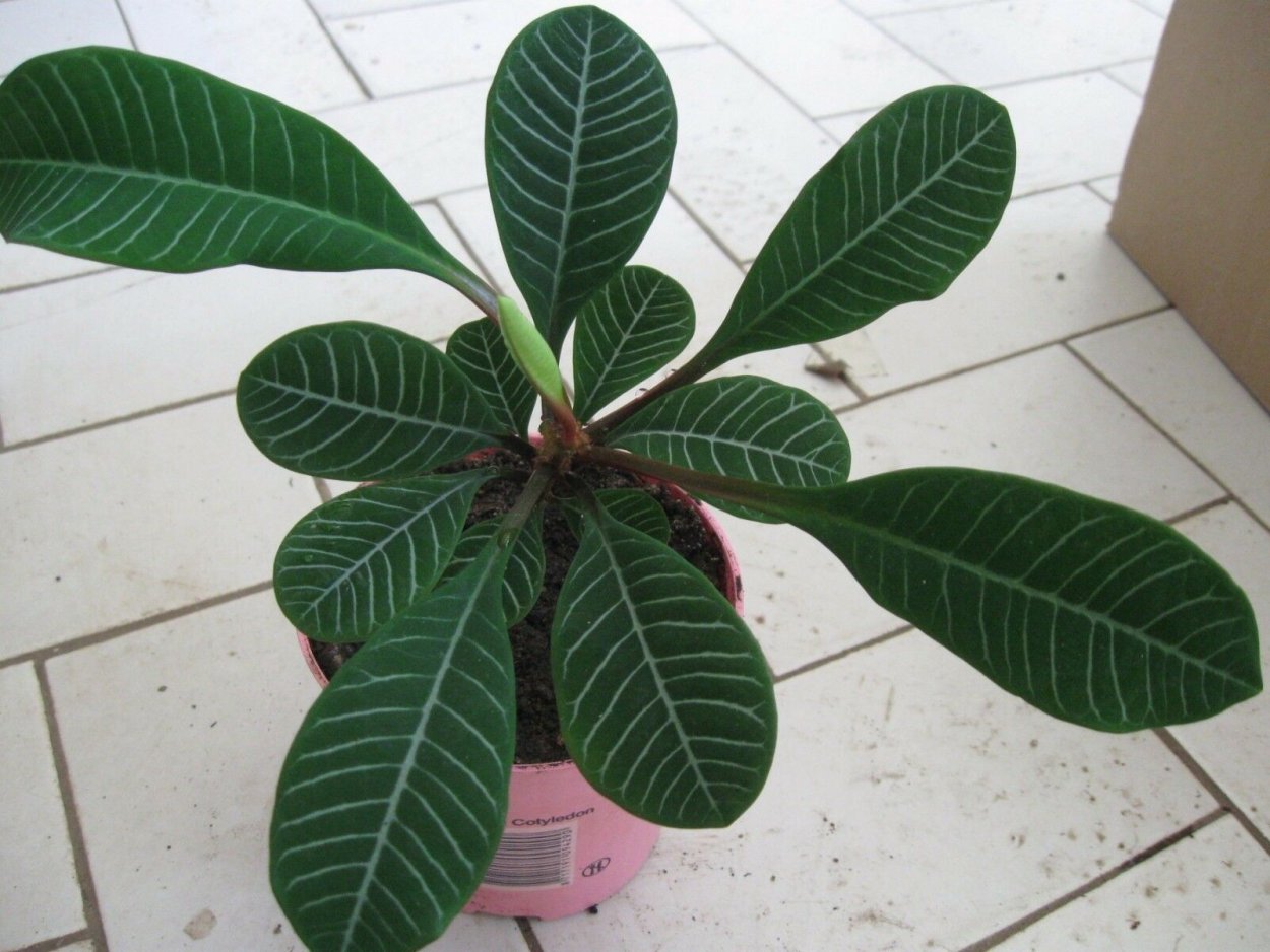 Молочай беложильчатый