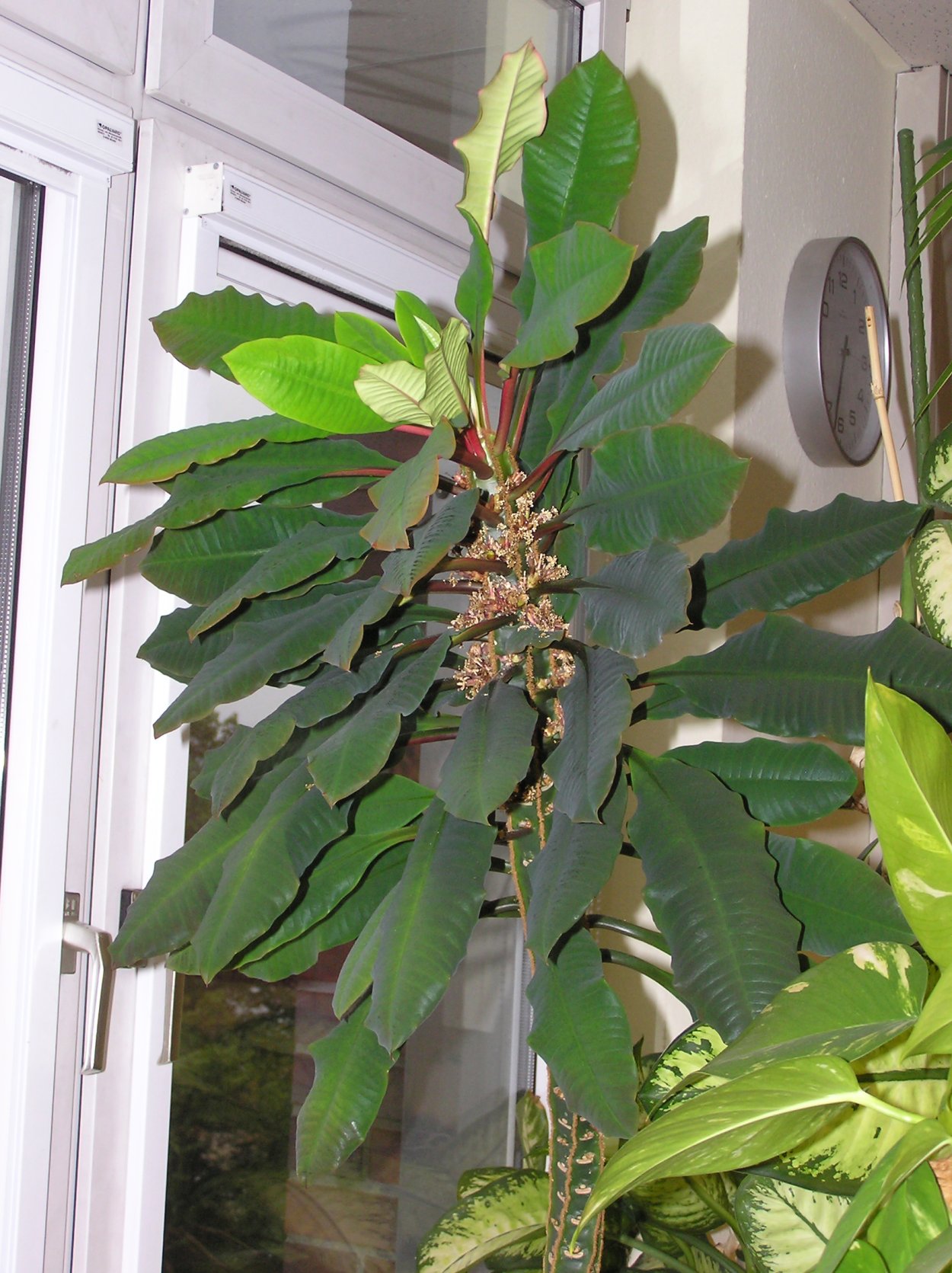 Молочай беложильчатый