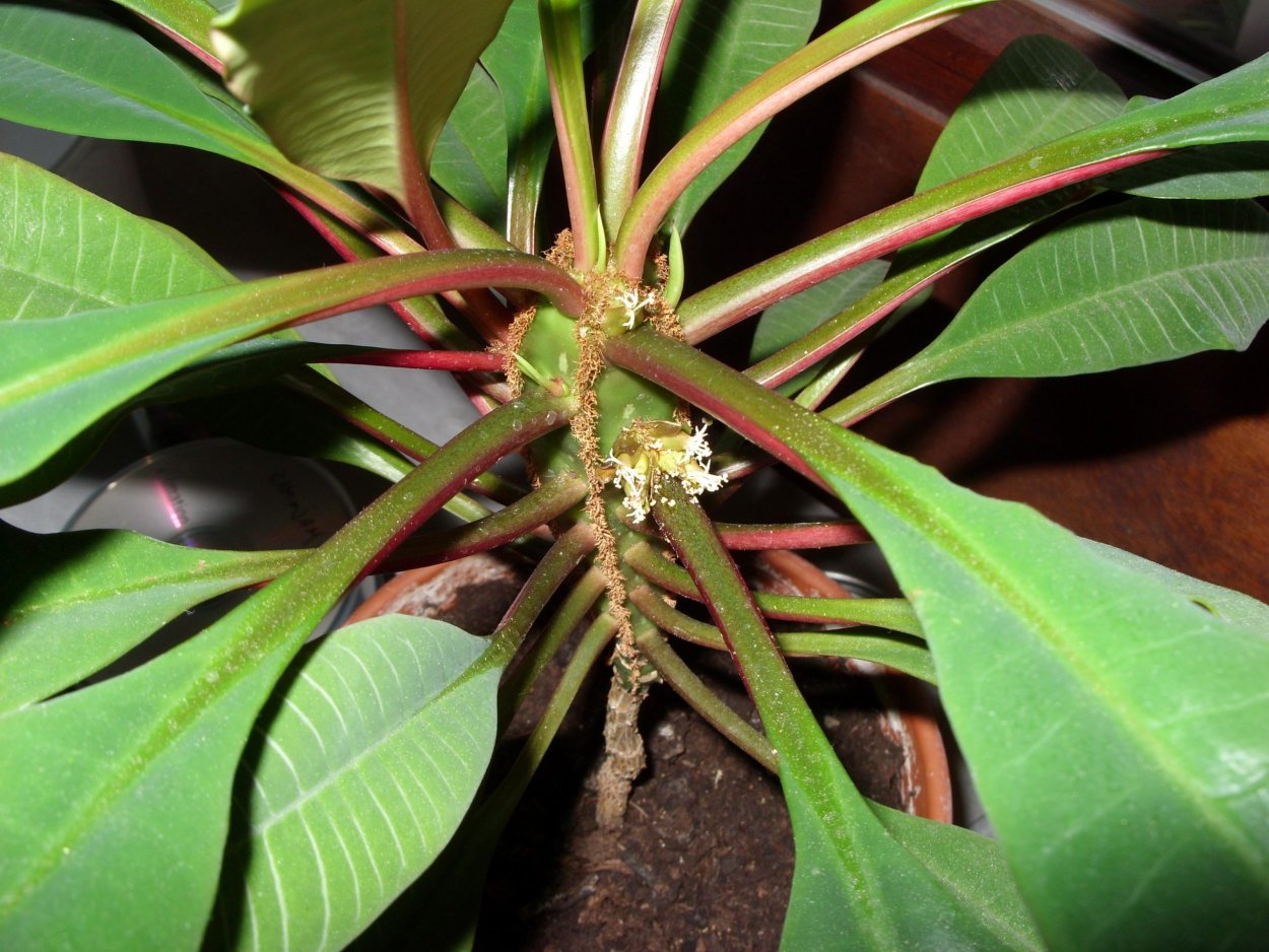 Молочай беложильчатый (Euphorbia leuconeura)