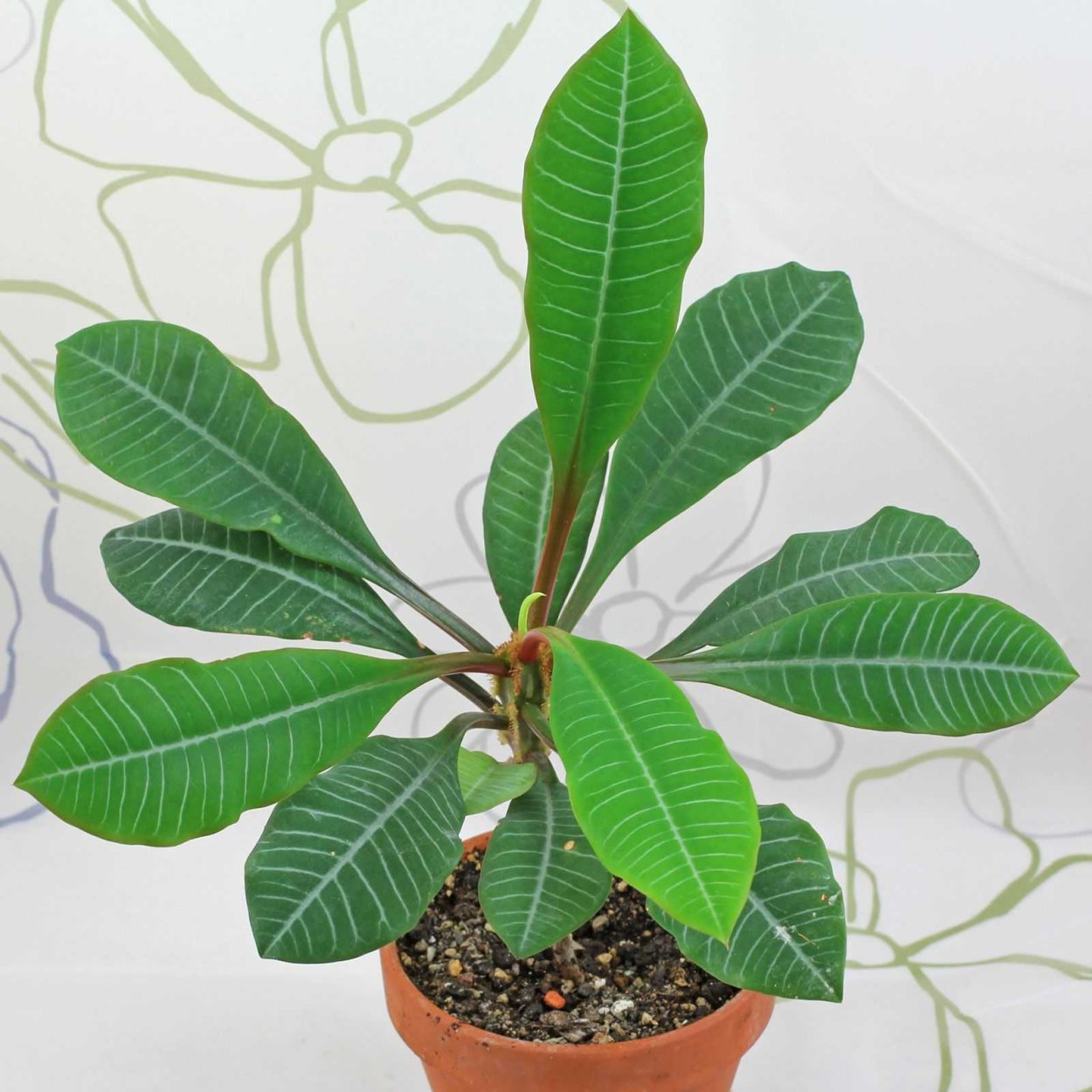 Эуфорбия молочай беложильчатый