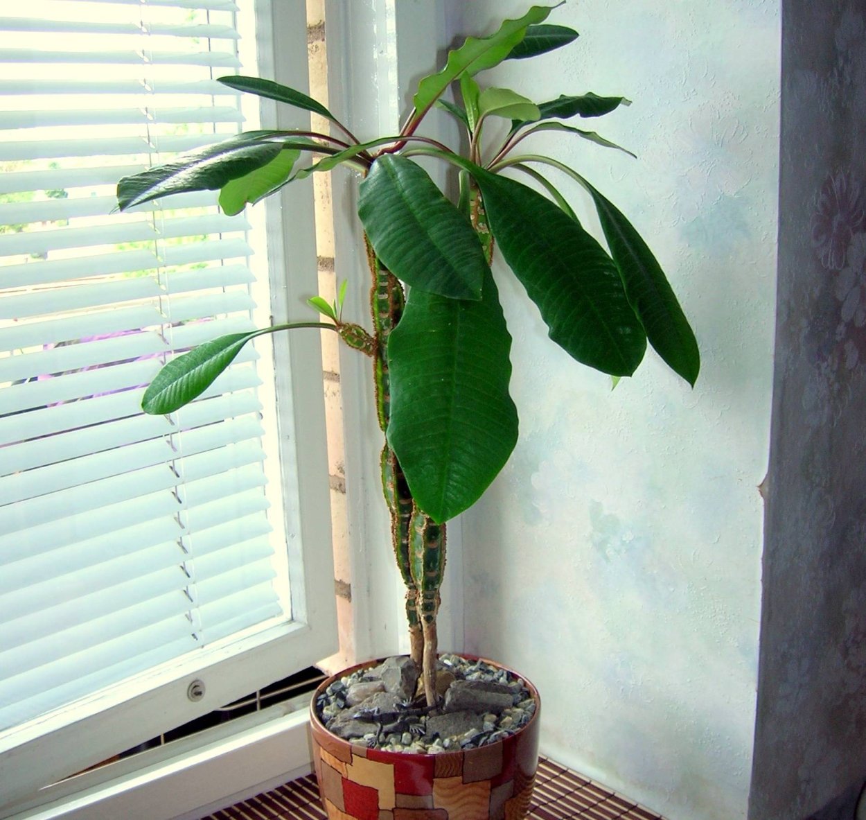 Молочай гребенчатый беложильчатый