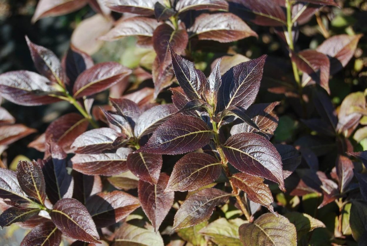 Дерень белый Сибирь Варигата