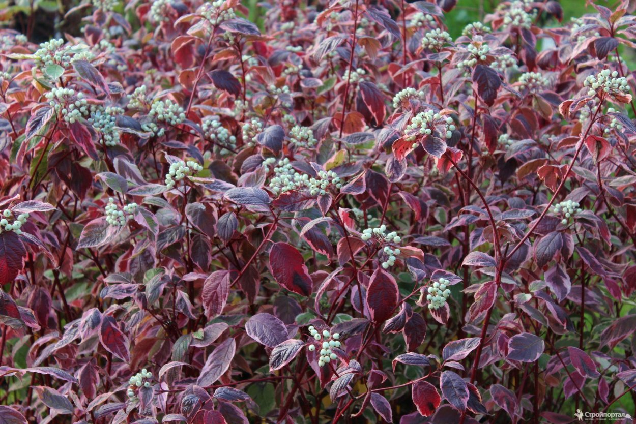 Дерен кроваво-красный Эннис Винтер оранж