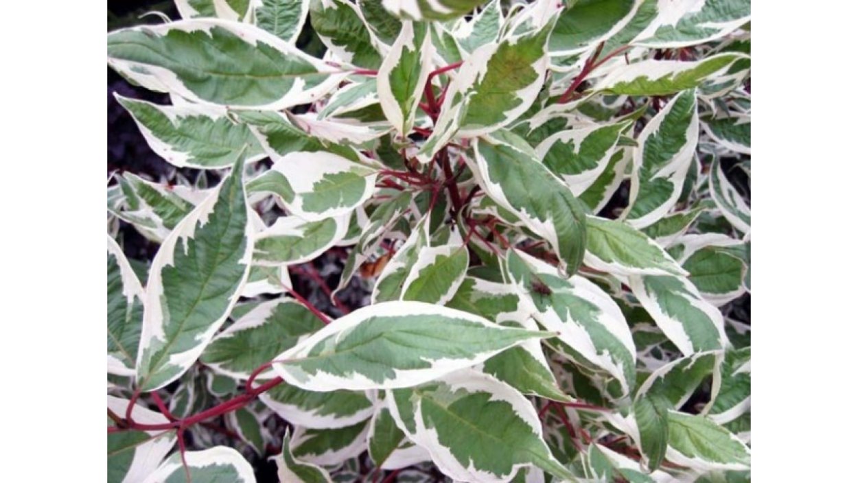 Дёрен отпрысковый келсеи