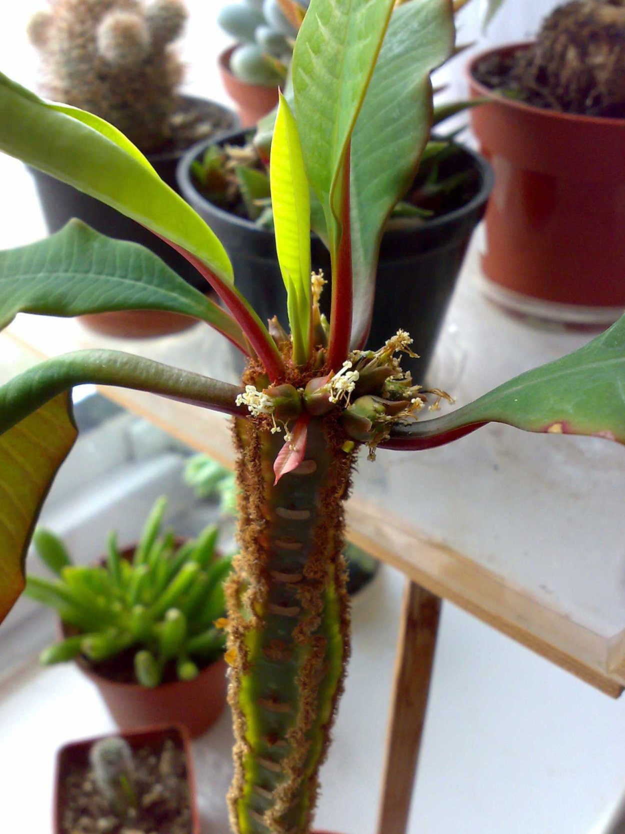 Молочай гребенчатый домашний