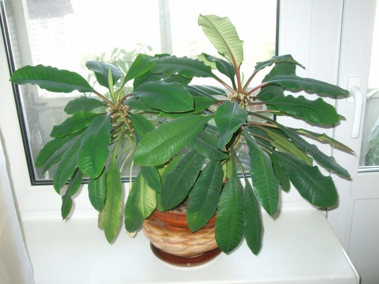 Молочай беложильчатый (Euphorbia leuconeura)