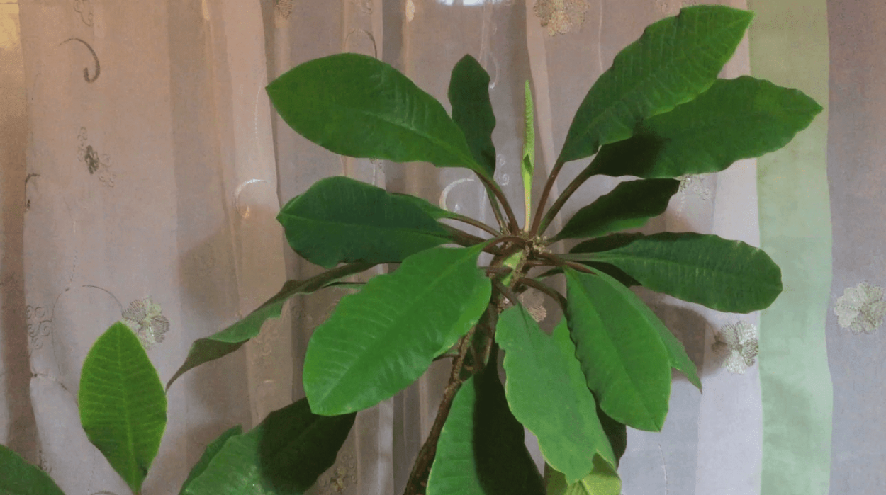 Молочай беложилковый (Euphorbia leuconeura)