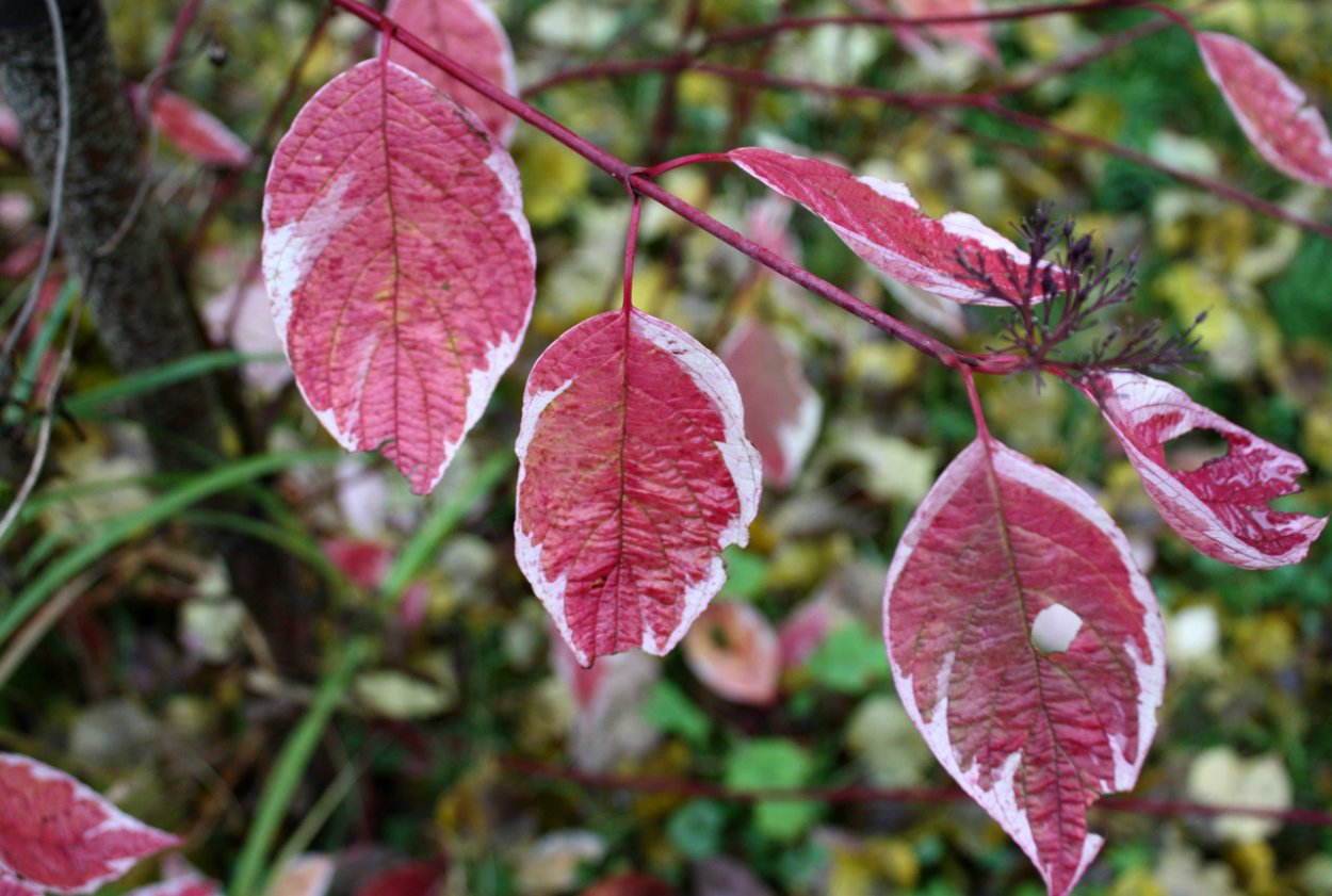 Дерен Сибирика Перлс