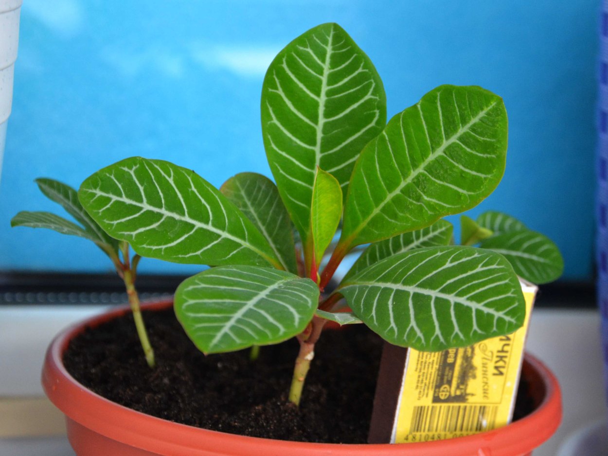 Молочай беложильчатый. Росток