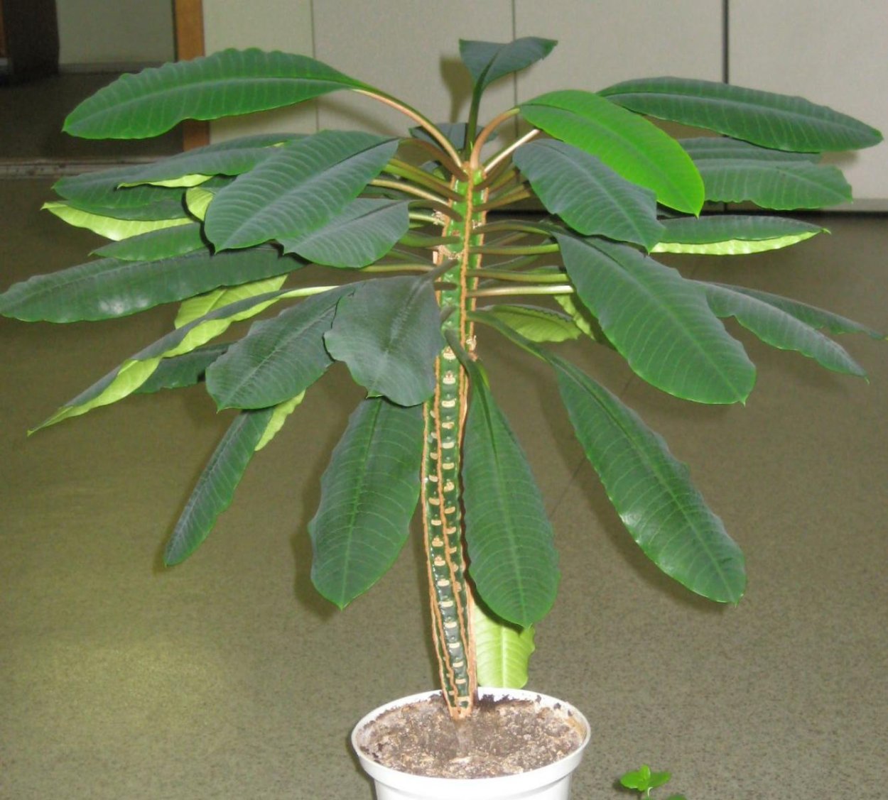 Молочай беложильчатый цветение