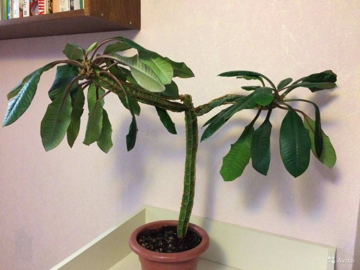 Молочай беложильчатый цветение