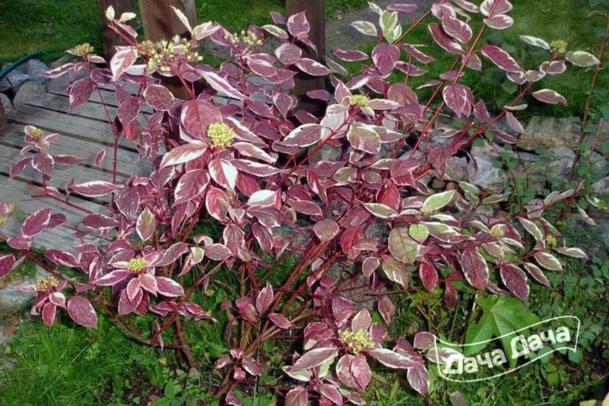 Дерен кроваво-красный “Kompressa”