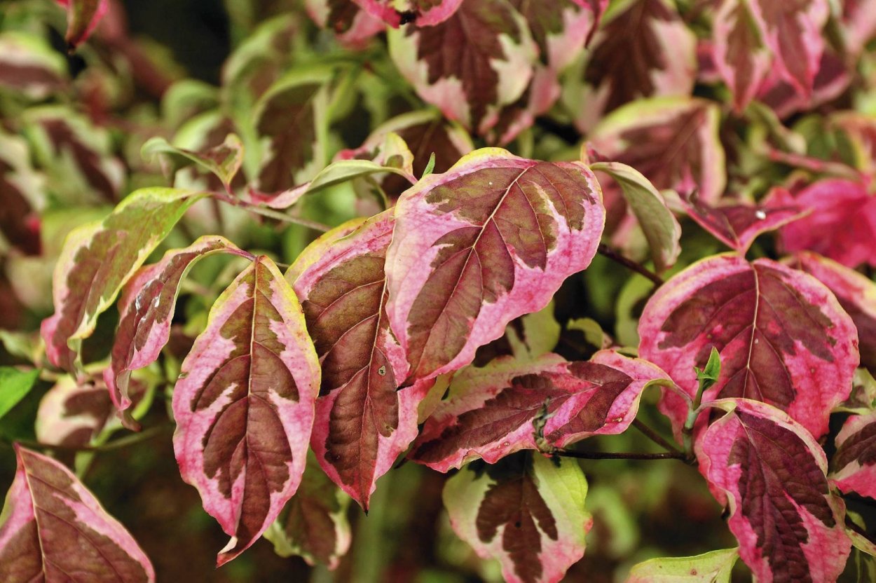 Красный Сибирика дерен