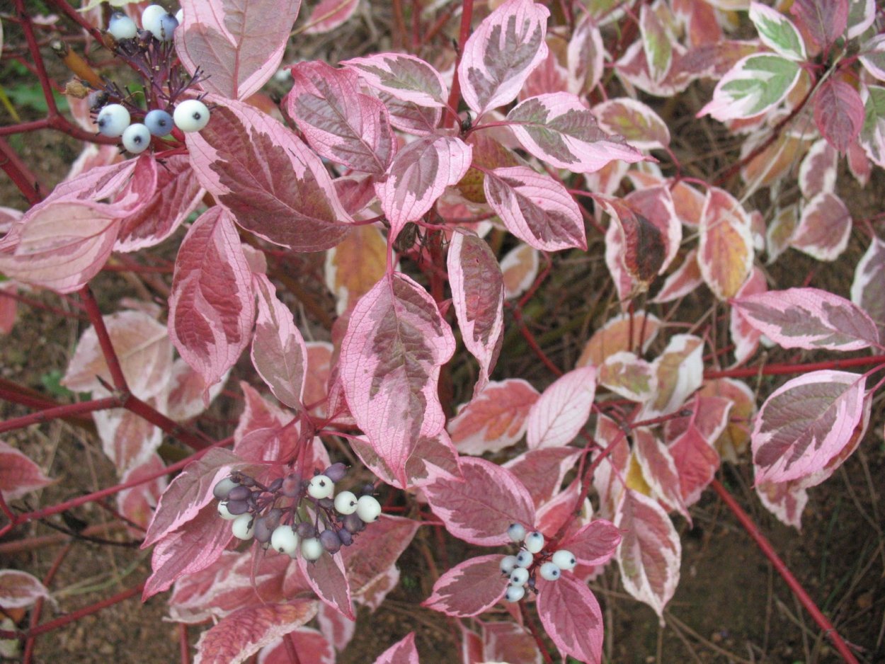 Нандина доместика